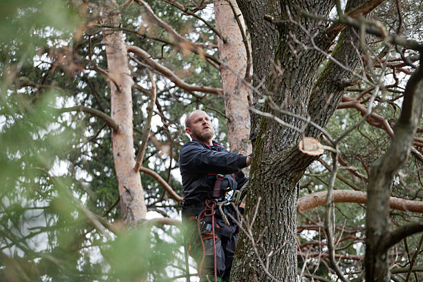 Baraga, MI Tree Care Company